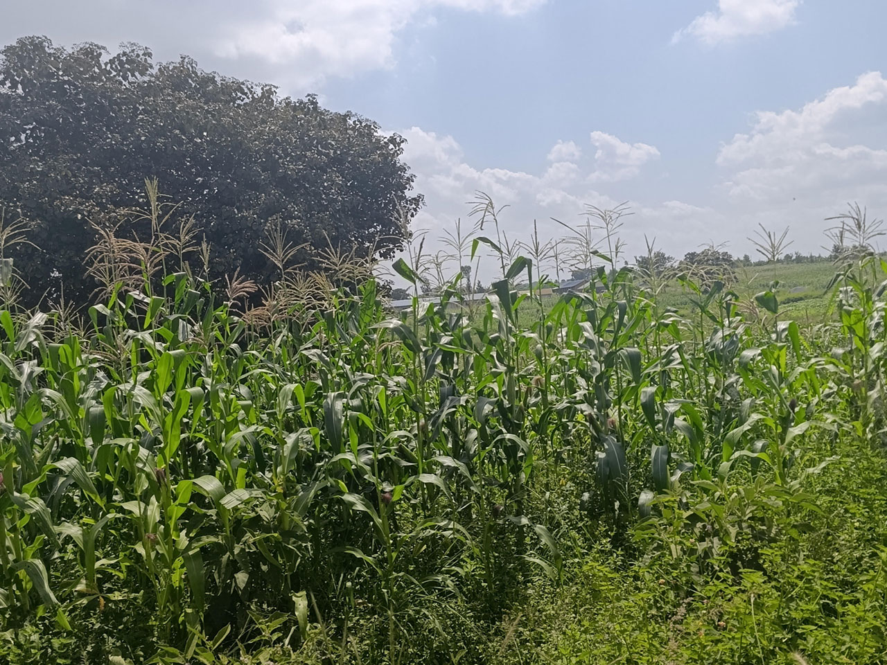 Prime 50x100 Plot for Sale Along Mugutha Road 